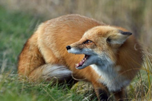 Собака ковровчанина загрызла бешеную лису, пришедшую в его дом