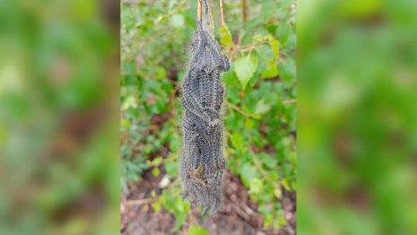 Эксперты опровергли наличие азиатского шелкопряда в трех районах Владимирской области 