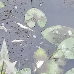 В реке Пекша во Владимирской области массово погибла рыба