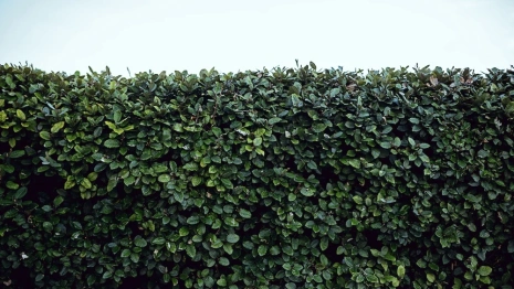 Во Владимире в Патриотическом сквере начали высаживать «живую изгородь»