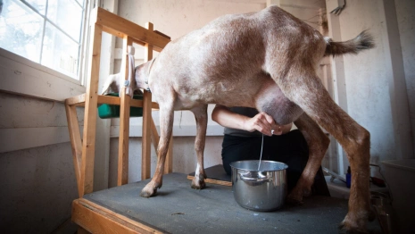 В Селивановском районе построят ферму по производству козьего молока