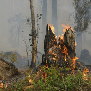 Во Владимирской области отменили особый противопожарный режим