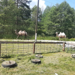 Пара верблюдов испортила жизнь сельчанам во Владимирской области