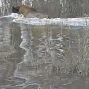 Во Владимирской области сняли на видео передвижение зубра во время паводка