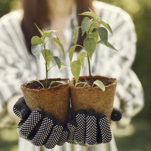 Жители Владимирской области снова примут участие в акции «Сад Памяти»