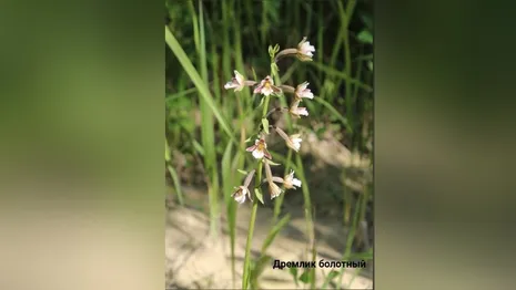 Во Владимирской области нашли три новых вида орхидей