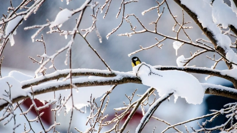 Прогноз погоды во Владимире и области на 6 февраля