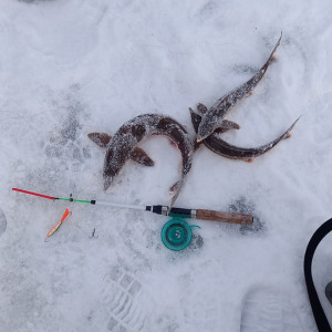 Во Владимирской области задержали ловившего стерлядь браконьера