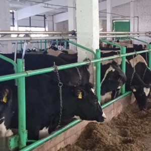 В Вязниках реконструировали две молочных фермы на 400 голов