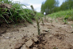 Во Владимирской области началась весенняя посадка леса