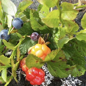 Во Владимирской области начнут выращивать белорусскую голубику