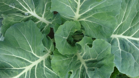 День Пантелеймона Кочанного: что можно и нельзя делать 9 августа