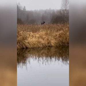 В Гусь-Хрустальном на камеру попали плавающие лоси
