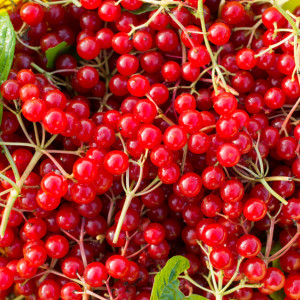 Анна Пророчица и Савва Крыпецкий: что можно и нельзя делать 10 сентября