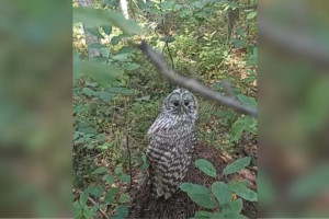 Во Владимирской области встретили краснокнижную неясыть