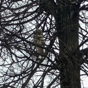 Жители Владимира заметили сову