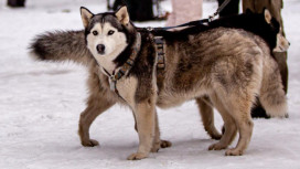 В Гусь-Хрустальном районе пройдет гонка на собачьих упряжках