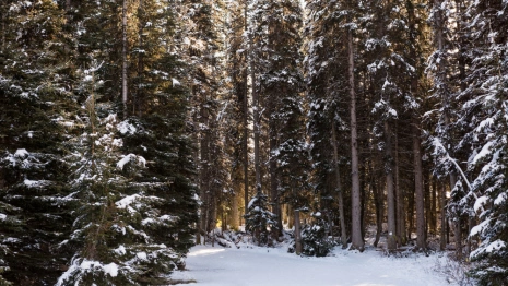 Во Владимирской области 68-летнего мужчину с бородой и усами нашли живым