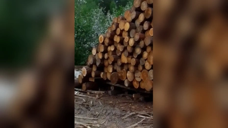 Жители деревни во Владимирской области пожаловались на пилораму рядом с домом