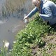 В озере Федоровское под Киржачом массово погибла рыба