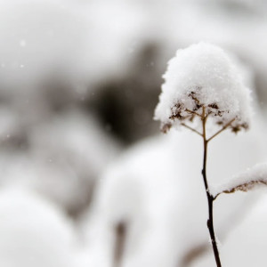 Метеорологи предупредили владимирцев о сильных морозах