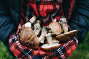 Во Владимирской области нашли первого потерявшегося грибника в 2023 году