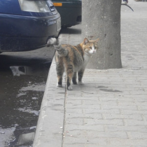 Во Владимире начнут отлавливать бездомных животных