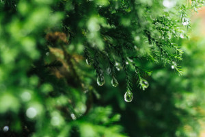Во Владимирской области в выходные пройдет дождь