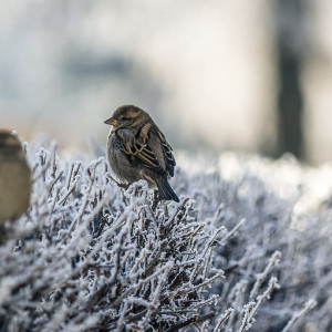 Прогноз погоды во Владимирской области на 8 декабря