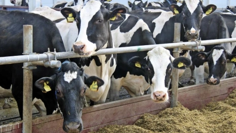 В Юрьев-Польском районе появится современный животноводческий комплекс