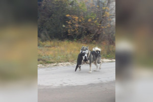 В поселке под Гусь-Хрустальным бездомные собаки загрызли 40 кошек