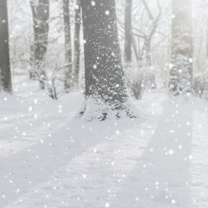 Во Владимирской области выходные закончатся снегом 