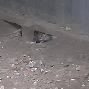 Появилось подтверждение нашествия крыс у «Чайханы» во Владимире