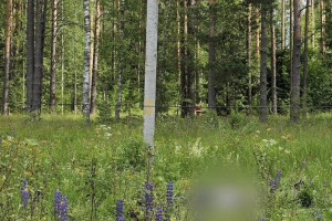 В лесу под Ковровом 12-летний ребенок погиб от удара током