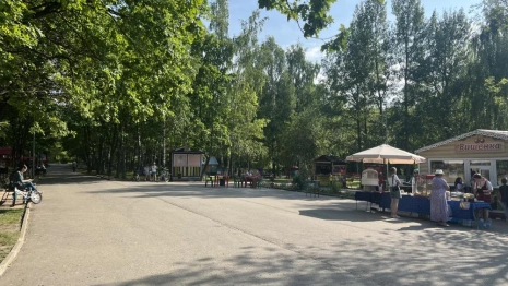 Жители Владимира написали письмо Путину в защиту лесного парка «Дружба» от застройки