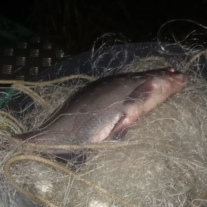 Жители Владимирской и Нижегородской областей попались на незаконном вылове рыбы
