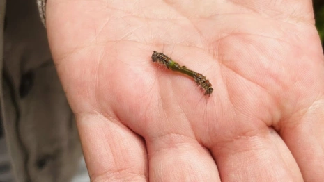 Обработку лесов в Гусь-Хрустальном районе от шелкопряда назвали эффективной