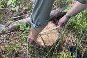 В Селивановском районе «черные лесорубы» уничтожили сосны на 60 тыс. рублей