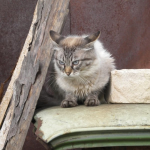 Во Владимирской области могут узаконить пункты временного проживания животных
