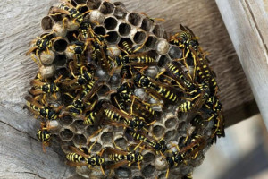 Жители поселка под Ковровом испугались огромного осиного гнезда