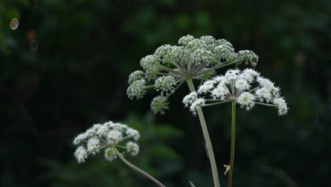 Во Владимирской области от борщевика Сосновского обработают 355 га земли