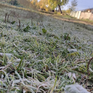 Жителей Владимира предупредили о заморозках 24 мая