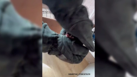 В Коврове жильцов квартиры спасли от летучей мыши