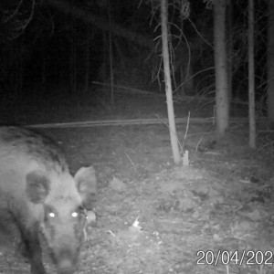 Владимирские кабанчики попали в объектив фотоловушки