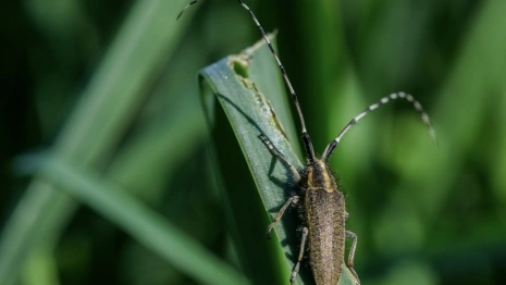 Владимирскую область захватили усачи