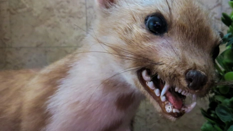 Владимирская область оказалась в топе неблагополучных регионов по бешенству