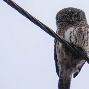 Жители Владимирской области заметили миниатюрную сову