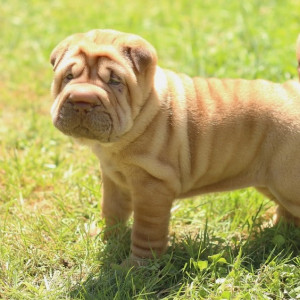 Во Владимирской области собачникам напомнили о штрафах за фекалии на газоне