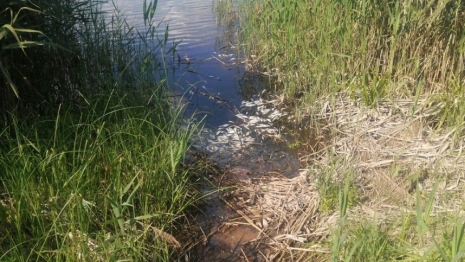В Судогодском районе в озере Якушевское массово погибла рыба