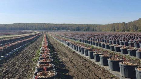 Урожай голубики с плантации во Владимирской области соберут в 2026 году